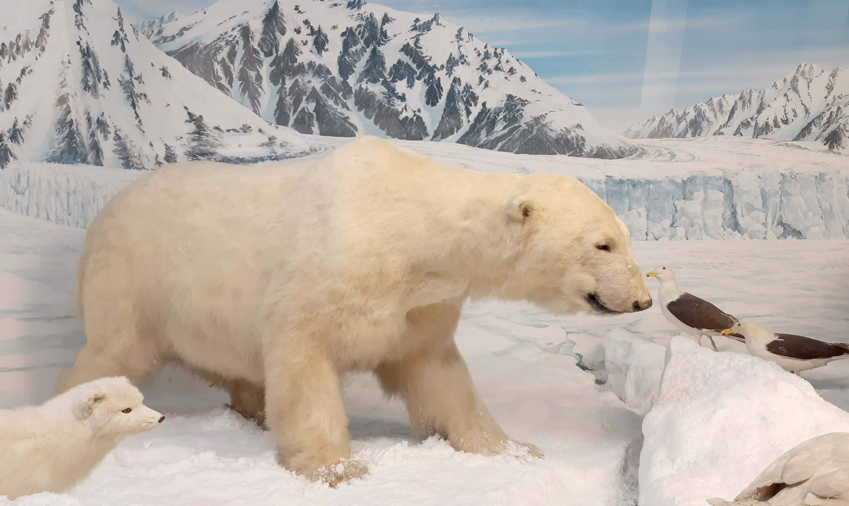 DescriVedendo. Il percorso inclusivo e accessibile del Museo di Storia Naturale